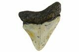Juvenile Megalodon Tooth - North Carolina #160485-1